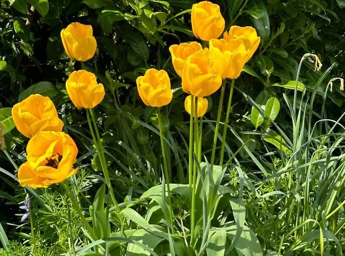 Balsoon Ferienhaus *